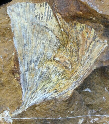 Fossil Ginkgo Leaf From North Dakota - Paleocene #58971